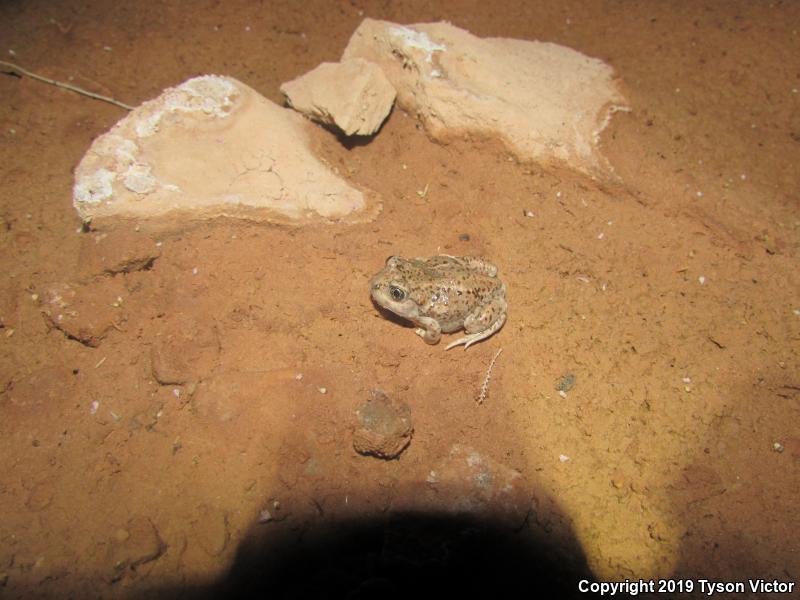 Plains Spadefoot (Spea bombifrons)