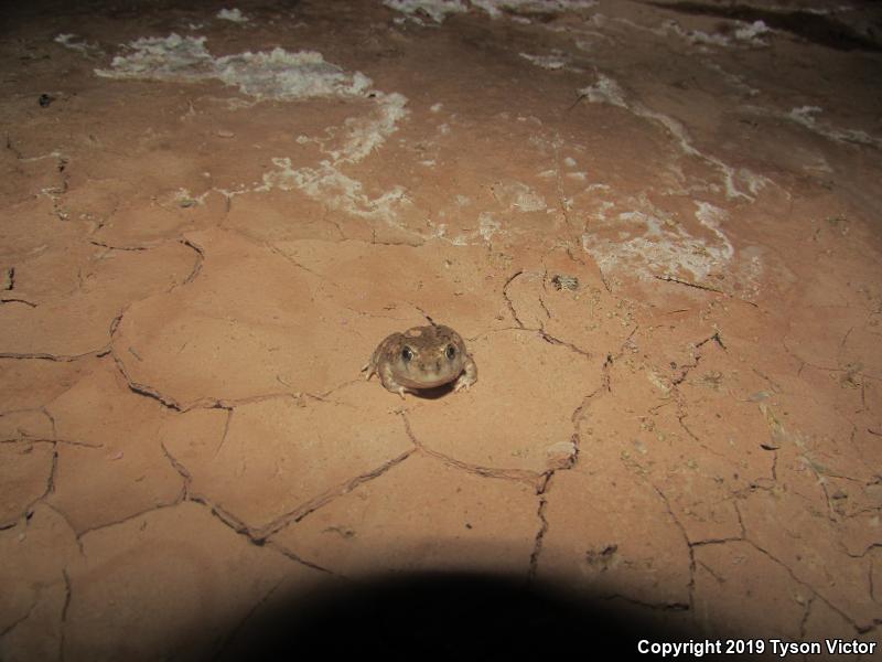 Plains Spadefoot (Spea bombifrons)