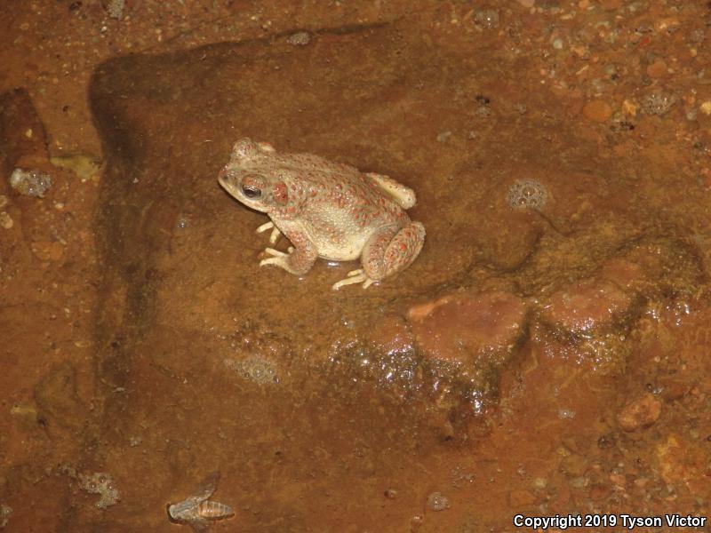 Red-spotted Toad (Anaxyrus punctatus)