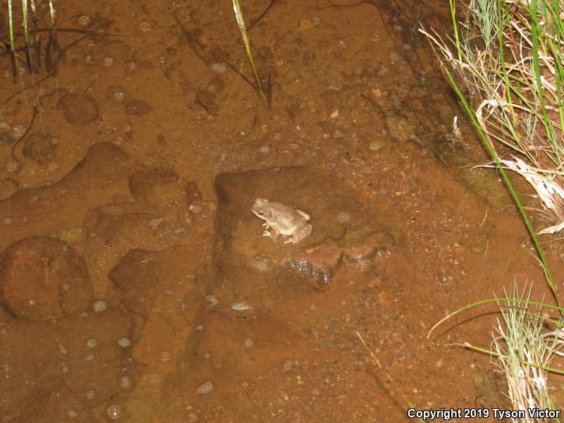 Red-spotted Toad (Anaxyrus punctatus)