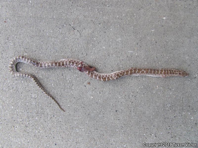 Painted Desert Glossy Snake (Arizona elegans philipi)