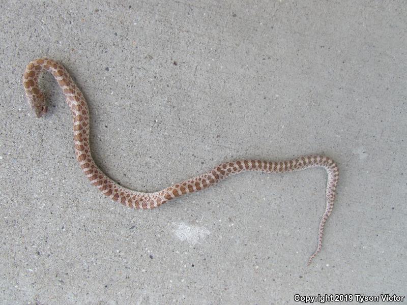 Painted Desert Glossy Snake (Arizona elegans philipi)