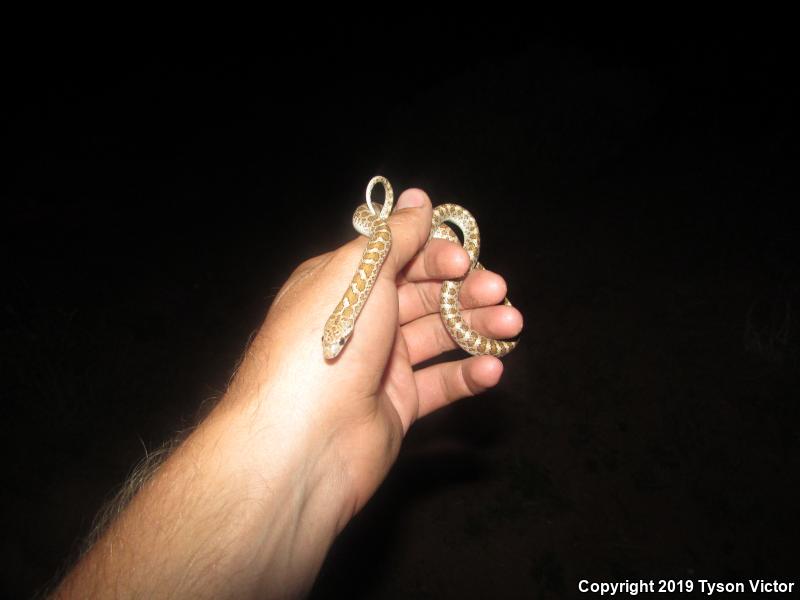 Painted Desert Glossy Snake (Arizona elegans philipi)