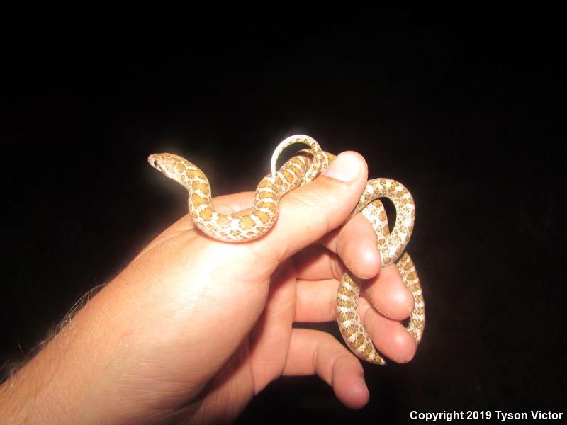 Painted Desert Glossy Snake (Arizona elegans philipi)