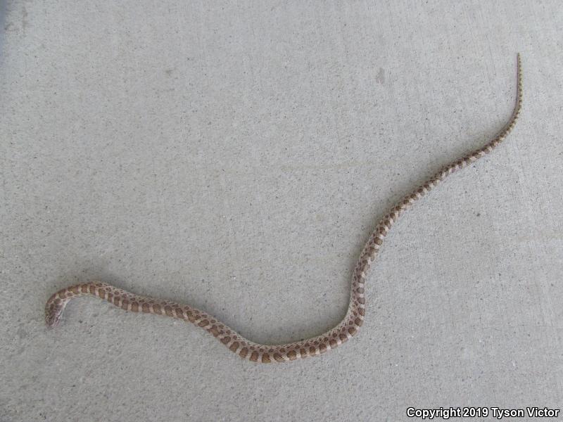 Painted Desert Glossy Snake (Arizona elegans philipi)