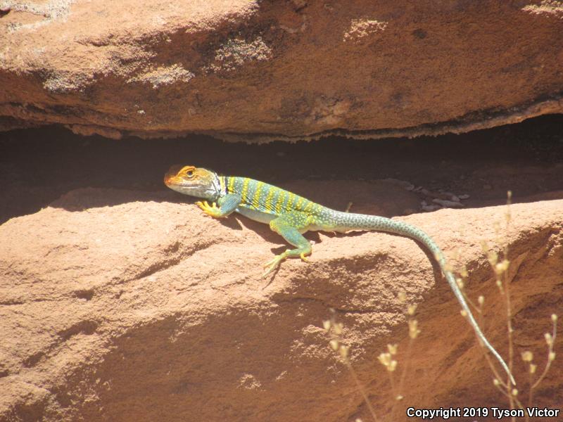 Eastern Collared Lizard (Crotaphytus collaris)