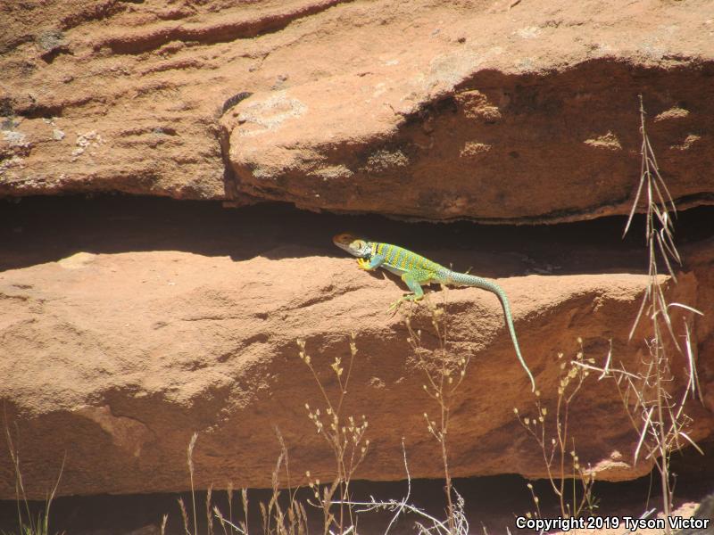 Eastern Collared Lizard (Crotaphytus collaris)