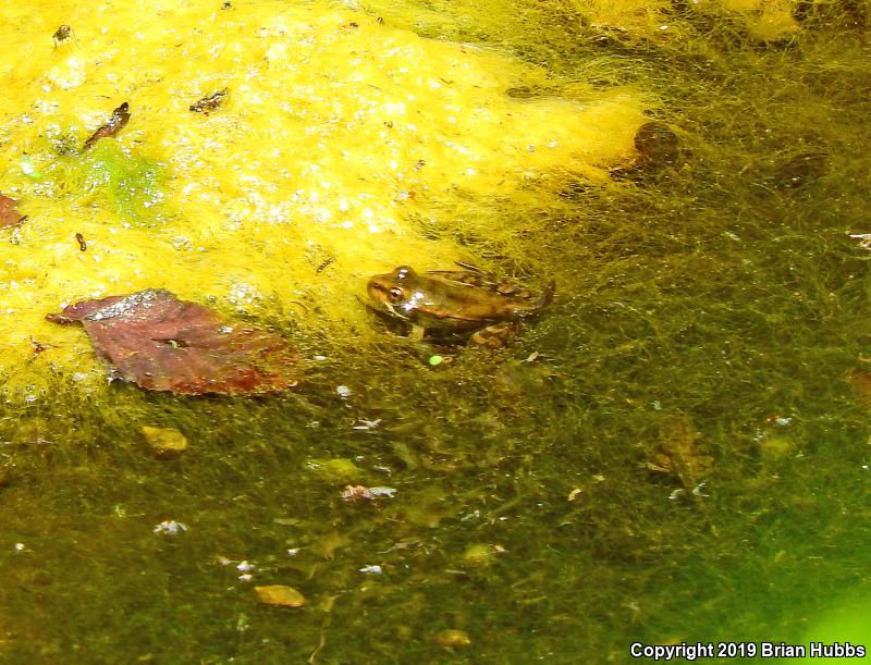 California Red-legged Frog (Rana draytonii)