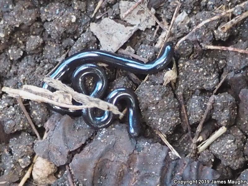 Brahminy Blindsnake (Ramphotyphlops braminus)