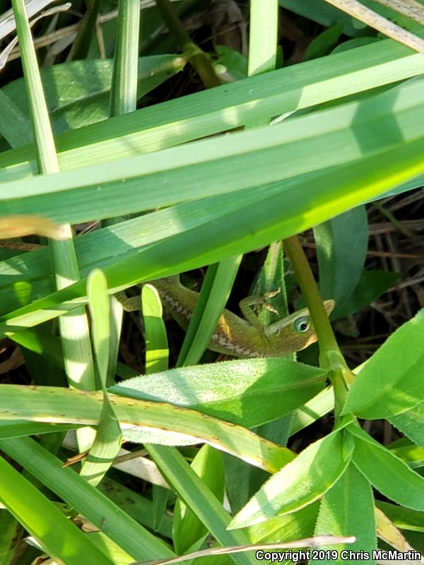 Northern Green Anole (Anolis carolinensis carolinensis)