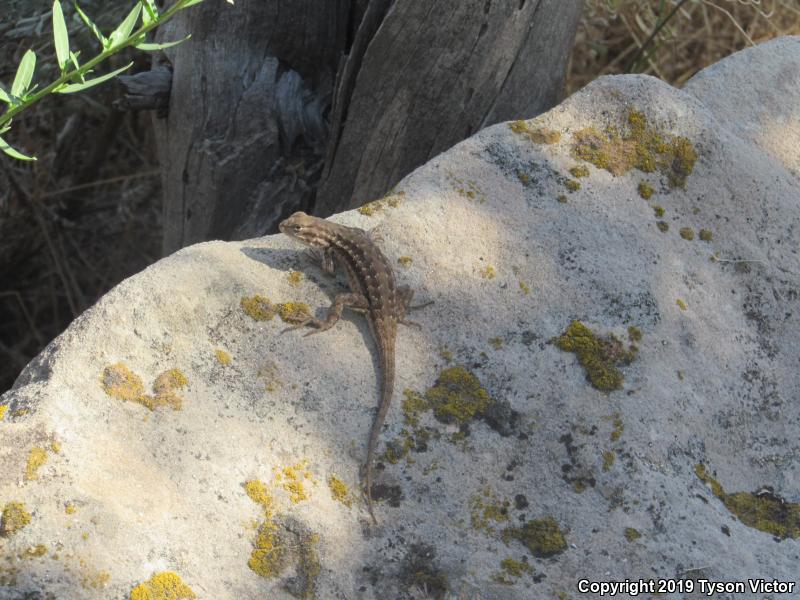 Northern Sagebrush Lizard (Sceloporus graciosus graciosus)