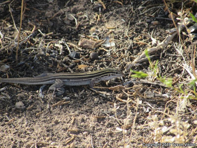 Plateau Striped Whiptail (Aspidoscelis velox)