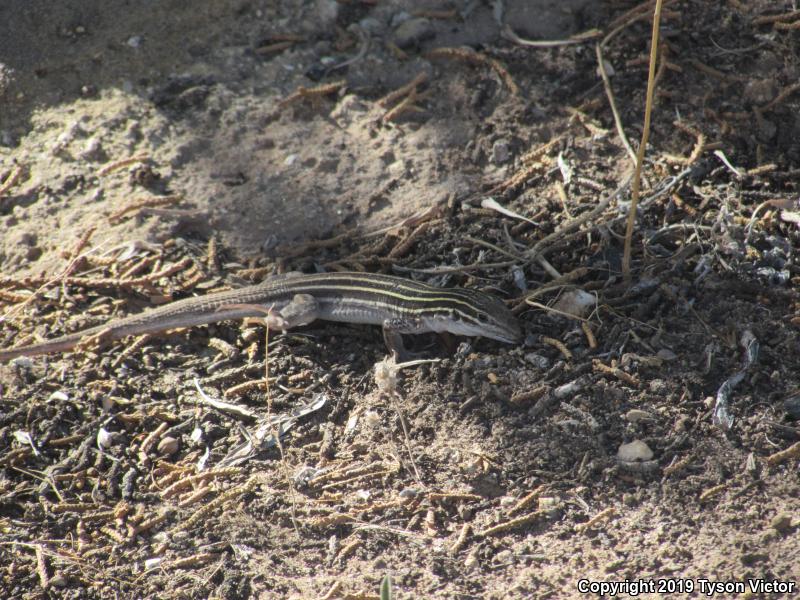 Plateau Striped Whiptail (Aspidoscelis velox)