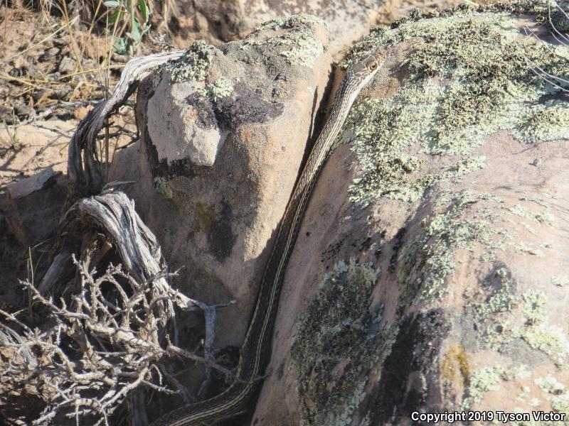 Desert Striped Whipsnake (Coluber taeniatus taeniatus)