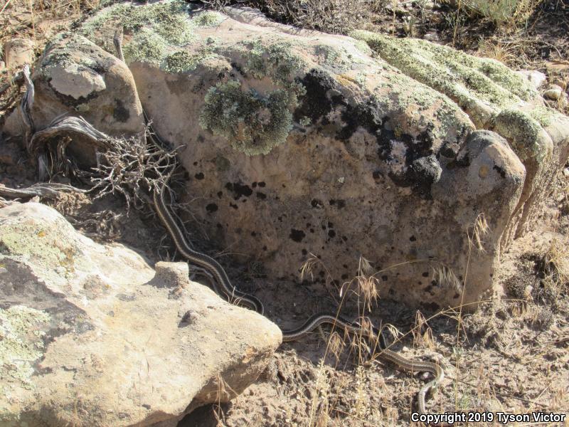 Desert Striped Whipsnake (Coluber taeniatus taeniatus)