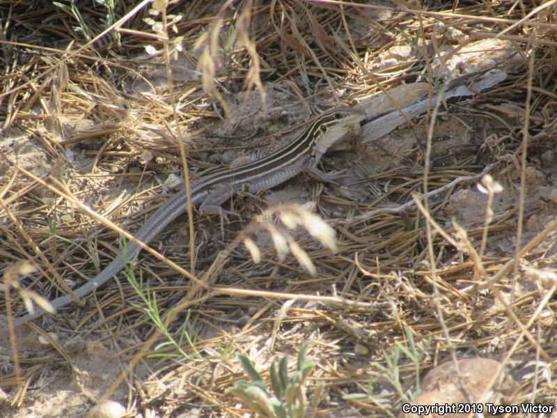 Plateau Striped Whiptail (Aspidoscelis velox)