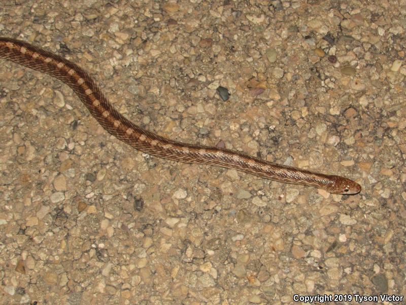 Painted Desert Glossy Snake (Arizona elegans philipi)