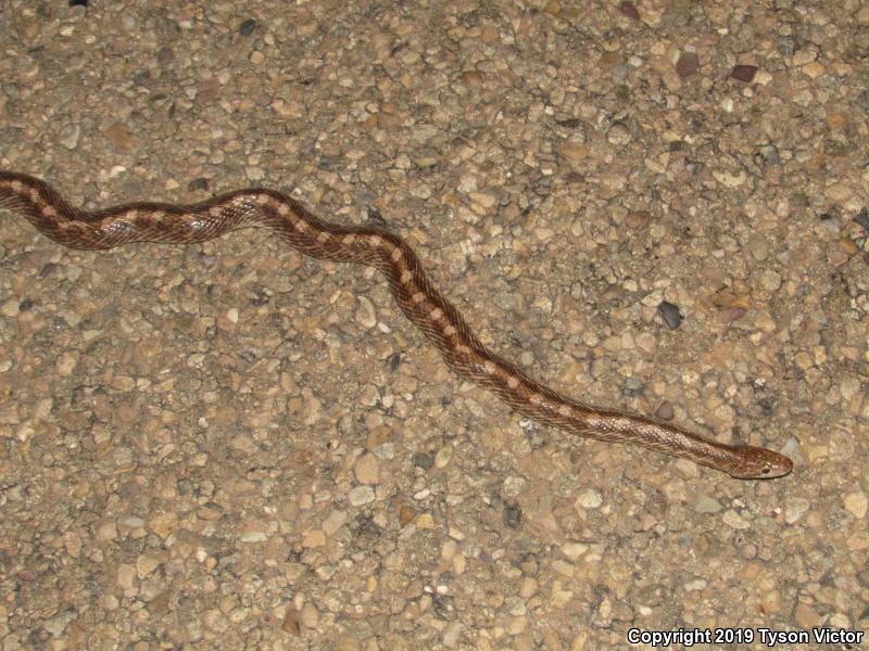 Painted Desert Glossy Snake (Arizona elegans philipi)