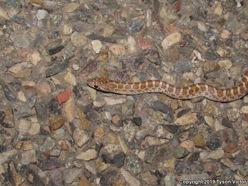 Painted Desert Glossy Snake (Arizona elegans philipi)
