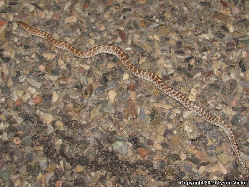 Painted Desert Glossy Snake (Arizona elegans philipi)