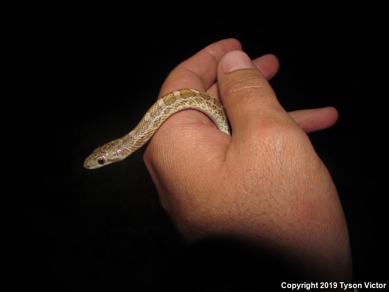 Painted Desert Glossy Snake (Arizona elegans philipi)