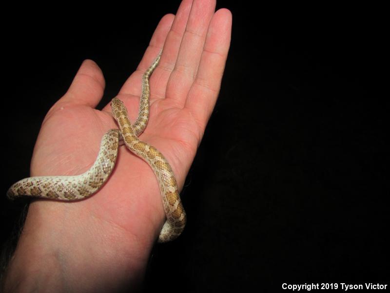 Painted Desert Glossy Snake (Arizona elegans philipi)