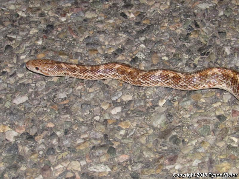 Painted Desert Glossy Snake (Arizona elegans philipi)