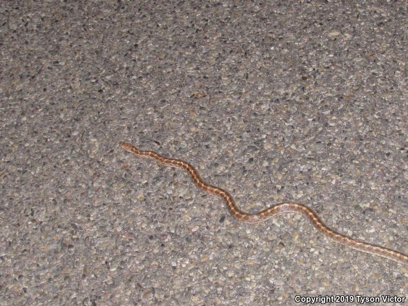 Painted Desert Glossy Snake (Arizona elegans philipi)