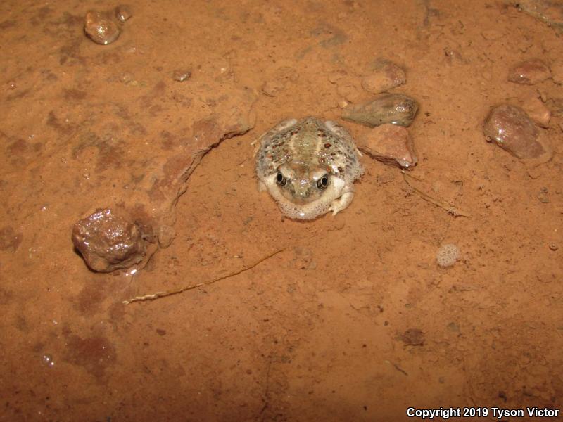 Plains Spadefoot (Spea bombifrons)