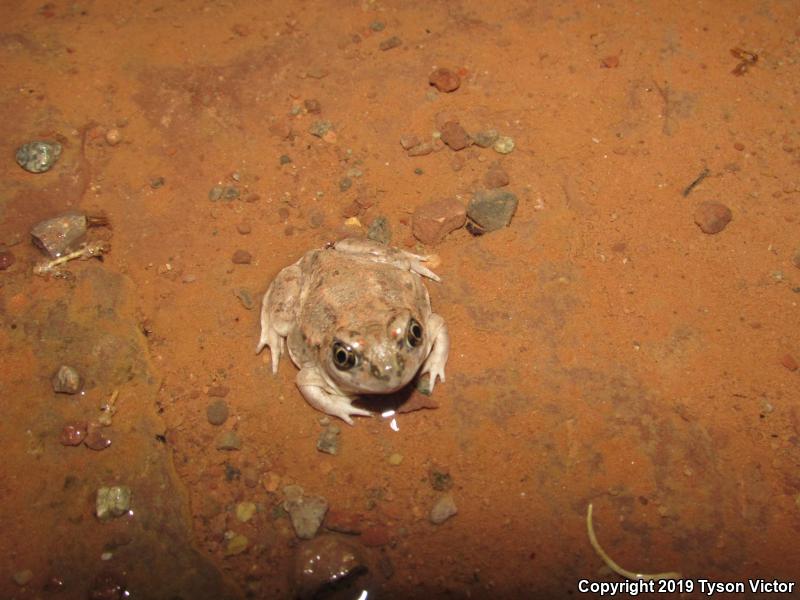 Plains Spadefoot (Spea bombifrons)