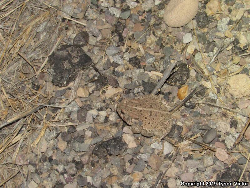 Woodhouse's Toad (Anaxyrus woodhousii woodhousii)