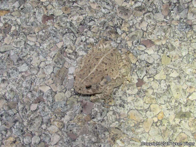 Woodhouse's Toad (Anaxyrus woodhousii woodhousii)