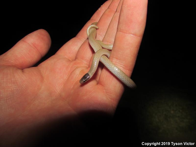 Smith's Black-headed Snake (Tantilla hobartsmithi)