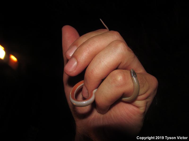 Smith's Black-headed Snake (Tantilla hobartsmithi)