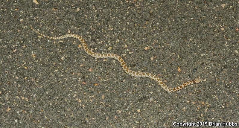 Sonoran Nightsnake (Hypsiglena chlorophaea chlorophaea)