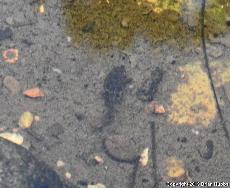 Canyon Treefrog (Hyla arenicolor)