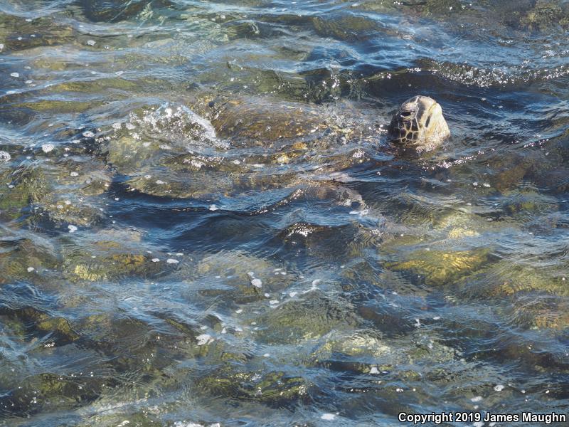 Green Sea Turtle (Chelonia mydas)