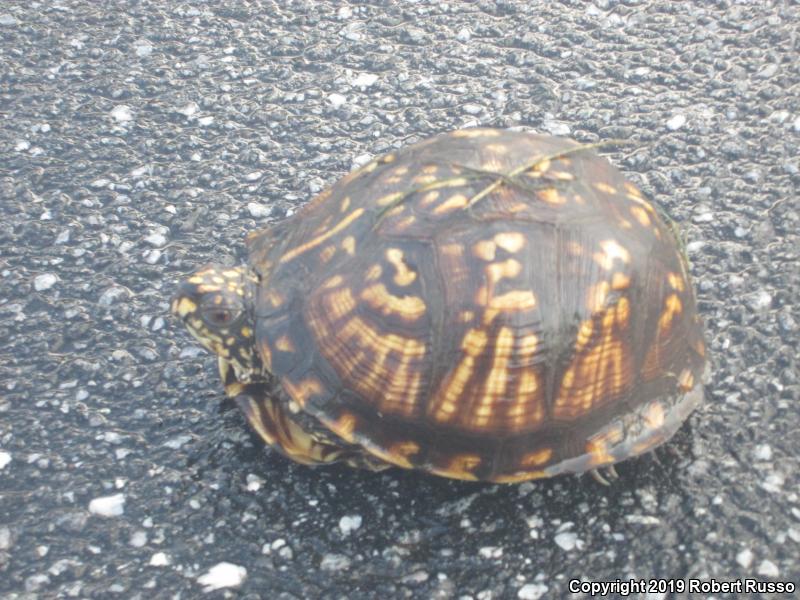 Eastern Box Turtle (Terrapene carolina carolina)