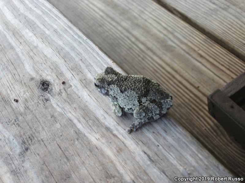 Cope's Gray Treefrog (Hyla chrysoscelis)