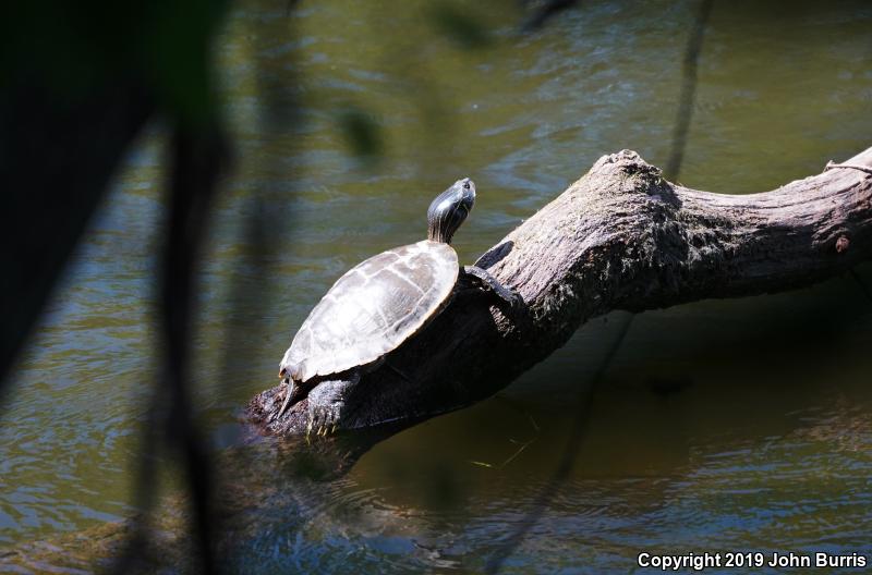 Northern Map Turtle (Graptemys geographica)