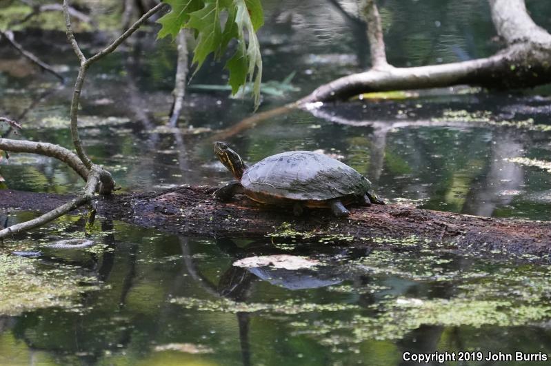 Midland Painted Turtle (Chrysemys picta marginata)