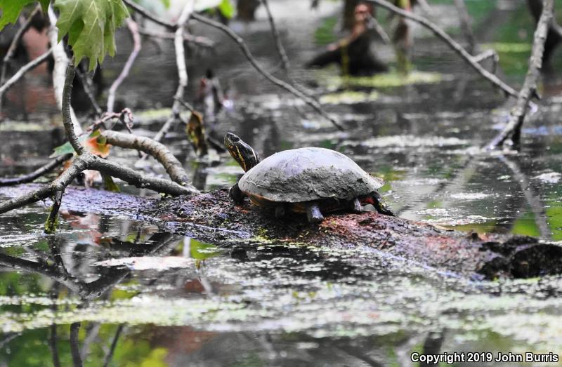 Midland Painted Turtle (Chrysemys picta marginata)