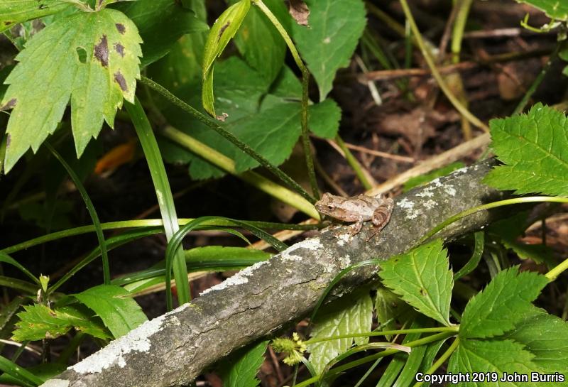 Spring Peeper (Pseudacris crucifer)