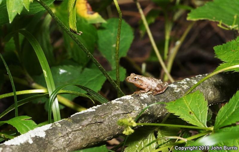 Spring Peeper (Pseudacris crucifer)