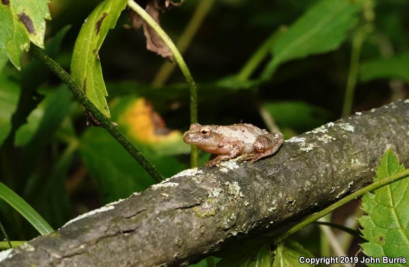 Spring Peeper (Pseudacris crucifer)