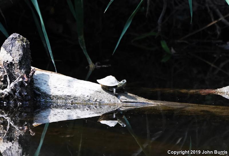 Northern Map Turtle (Graptemys geographica)