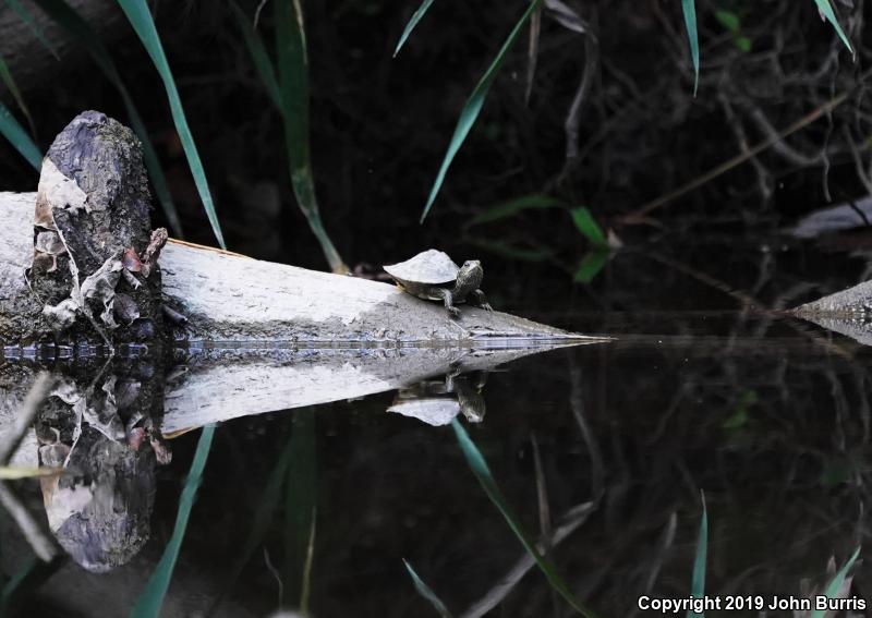 Northern Map Turtle (Graptemys geographica)