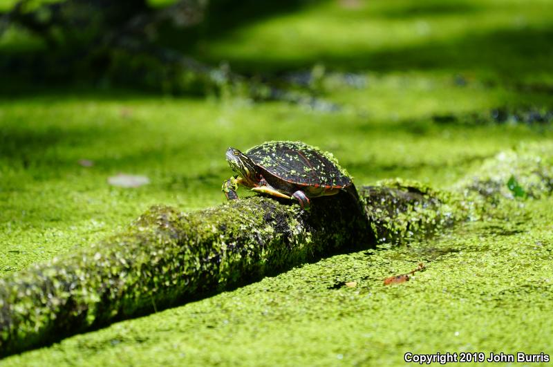 Midland Painted Turtle (Chrysemys picta marginata)