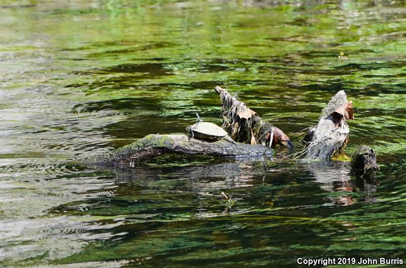 Northern Map Turtle (Graptemys geographica)