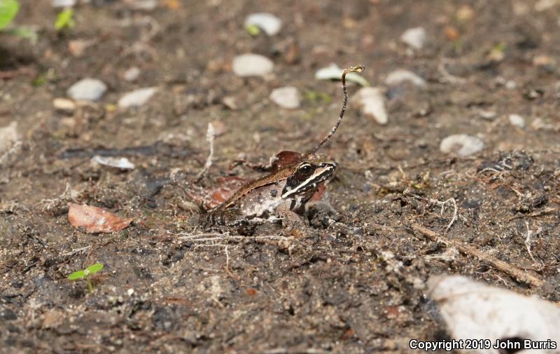 Wood Frog (Lithobates sylvaticus)